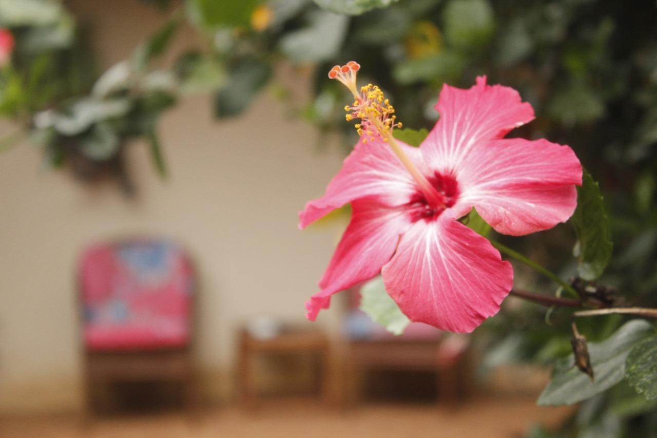 Bed and Breakfast Vida Tropical Алахуэла Экстерьер фото